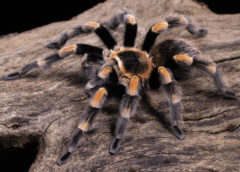 Brachypelma hamorii - Mexican Red Knee - Mature Male - Photo Credit: Danny de Bruyne