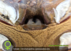 Chromatopelma cyaneopubescens - Green Bottle Blue - Female Tarantula Spermatheca - Sexing - Copyright © Danny de Bruyne