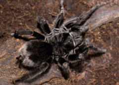Grammostola Pulchra - Brazilian Plack - Mature Female - Copyright © Danny de Bruyne