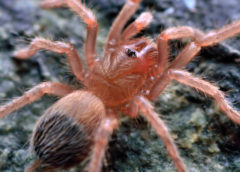 Nhandu tripepii – Brazilian Giant Blonde - Spiderling - Photo Credit: Please contact us / Unknown