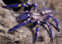 Poecilotheria metallica - Sapphire Ornamental Tarantula - Sub Adult Female - Copyright © Danny de Bruyne