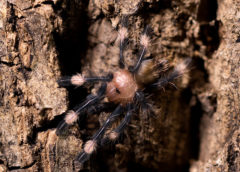 Psalmopoeus irminia - Venezuelan Sun Tiger - Sling/Spiderling - Copyright © Danny de Bruyne