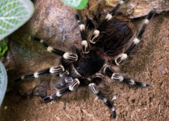 Acanthoscurria geniculata - Giant White Knee - Mature Female - Copyright © Danny de Bruyne