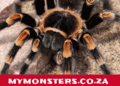mymonsters.co.za - Tarantulas