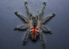 Avicularia variegata - Brick Red Pink Toe - Sling/Spiderling - Photo Credit: Chase Campbell, CEC Arachnoboards