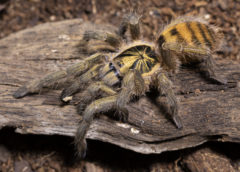 Mature Female Neoholothele incei - Trinidad Olive - Copyright © Danny de Bruyne