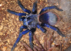 Pterinopelma sazimai - Brazilian Blue - Juvenile Female - Photo Credit: ArachnoshopSA (Color exaggerated due to flash)