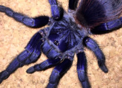 Pterinopelma sazimai - Brazilian Blue - Mature Female - Photo Credit: ArachnoshopSA (Color is exaggerated due to flash)