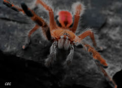 Iridopelma hirsutum - Amazon Ribbed Tarantula - Juvenile Female - Photo Credit: Chase Campbell (CEC Arachnoboards)