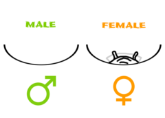 Tarantula Sexing Diagram - Exuvium Sexing - Male vs Female Tarantula - Copyright © Danny de Bruyne