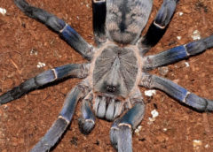 Cyriopagopus longipes - Vietnamese Tiger Tarantula - Mature Female - Photo Credit: Christopher (Color exaggerated due to flash)