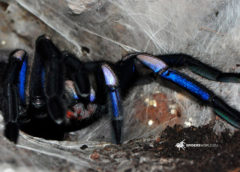 Chilobrachys sp. Electric Blue - Thailand Electric Blue - Mature Female - Photo Credit: www.spidersworld.eu
